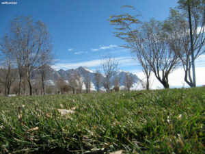 بیشه زارهای سرسبزفریدن