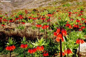 دره بیدبالا