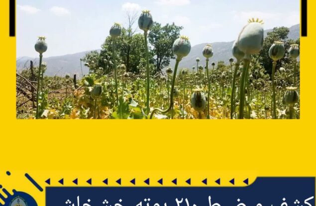خشخاش