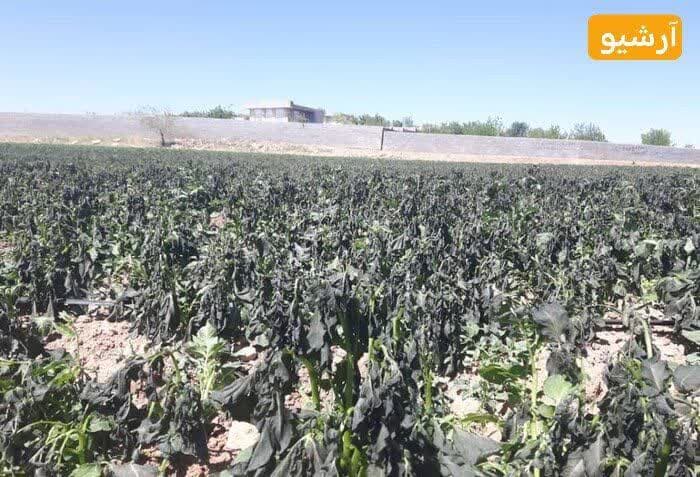 کشاورزی فریدونشهر