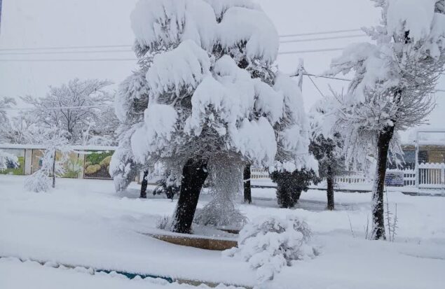 برف- داران