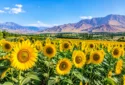 کشت آفتاب گردان
