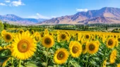 کشت آفتاب گردان