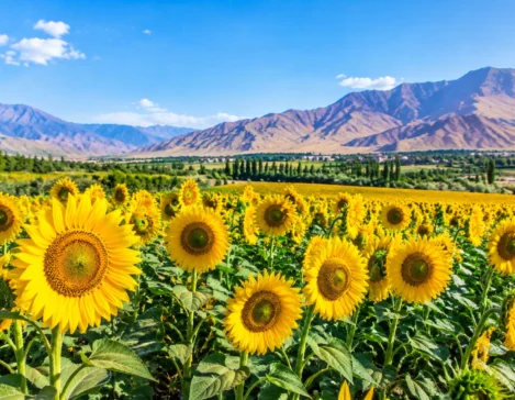کشت آفتاب گردان