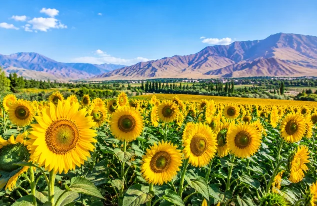 کشت آفتاب گردان