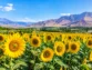 کشت آفتاب گردان
