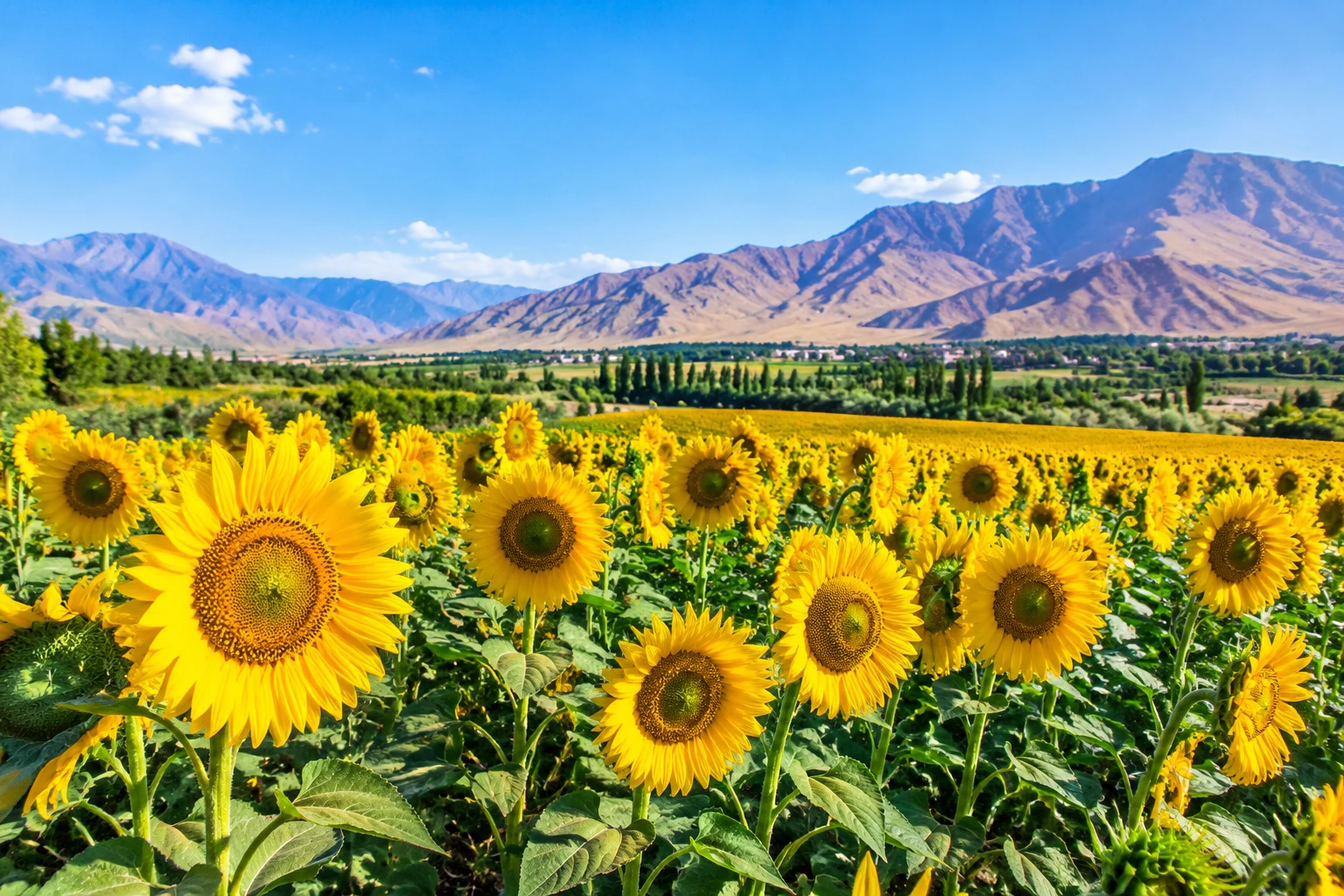 کشت آفتاب گردان